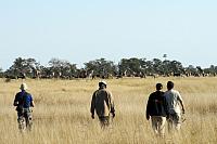 Delta Okavanga - stádo divokých zvířat téměř na dosah