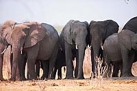 Sloni v NP Chobe