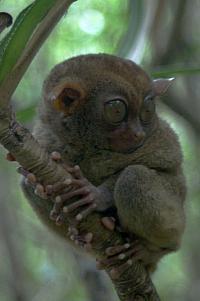 Nejmenší primát světa - nártoun filipínský, ostrov Bohol