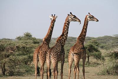 Žirafy na volném prostranství.