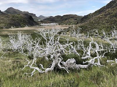 Ohořelé zbytky stromů, které zůstali po velkém požáru v národním parku Torres del Paine.
